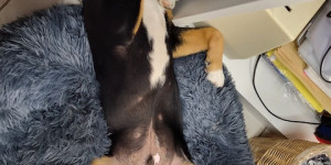 Beitragsbild des Blogbeitrags Unser Balu entwickelt sich sehr gut!