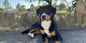 Beitragsbild des Blogbeitrags Leo aus dem Südburgenland