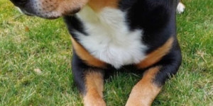 Beitragsbild des Blogbeitrags Obwohl Milan mich zum Lachen bringt,….