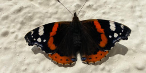 Beitragsbild des Blogbeitrags Ein schillernd bunter Schmetterling …. 