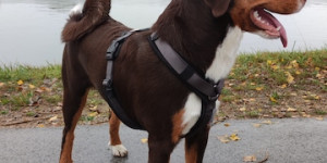 Beitragsbild des Blogbeitrags Mittlerweile ist Kira a bisschen über 7 Monate alt und wiegt jetzt schon brave 23,1kg.