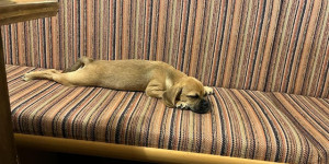 Beitragsbild des Blogbeitrags Ich wollte mich einmal melden und mich bedanken für unsere kleine Viby.