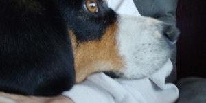 Beitragsbild des Blogbeitrags Ich sitze beim Fernsehen, Hund liegt auf mir.