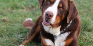 Beitragsbild des Blogbeitrags Vorsicht, damit dein Hund dein Streicheln nicht als Strafe empfindet!