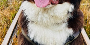 Beitragsbild des Blogbeitrags Buddy feiert am Freitag seinen 1. Geburtstag❤️
