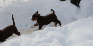 Beitragsbild des Blogbeitrags Klirrende Kälte – braucht der Sennenhund einen Mantel?