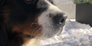 Beitragsbild des Blogbeitrags Veiti aus Kärnten