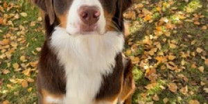 Beitragsbild des Blogbeitrags Happy Birthday Timber !