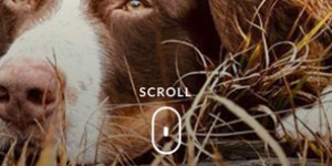 Beitragsbild des Blogbeitrags Gerne mit Hund – Buddy macht Werbung