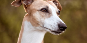 Beitragsbild des Blogbeitrags Neu: Der Swissydog wird im „Hundeführer“ beschrieben. 
