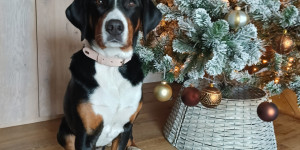 Beitragsbild des Blogbeitrags Frohe Weihnachten 