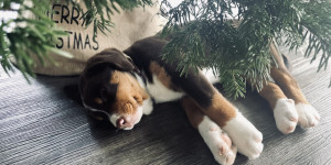 Beitragsbild des Blogbeitrags Lima ist gut im weihnachtlichen Zuhause angekommen!