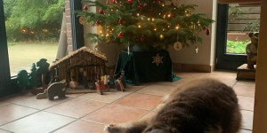 Beitragsbild des Blogbeitrags Frohe Weihnachten und alles Gute für das neue Jahr wünscht Familie Rogmans mit Basco vom Niederrhein