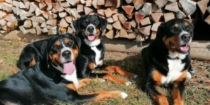 Beitragsbild des Blogbeitrags Zara, Josefine und Nele