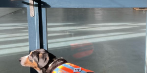Beitragsbild des Blogbeitrags Ein sensationeller Hund hat Job als Assistenz