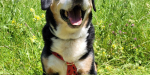 Beitragsbild des Blogbeitrags Abschied von Linus