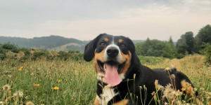 Beitragsbild des Blogbeitrags Grüße von Freya aus Morschen