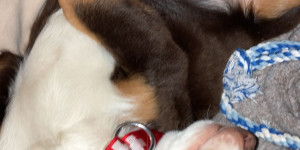 Beitragsbild des Blogbeitrags Der Welpe scheint mit dem neuen Zuhause zufrieden zu sein!