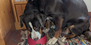 Beitragsbild des Blogbeitrags Unsere liebe Molly feiert Geburtstag, den 7. schon!