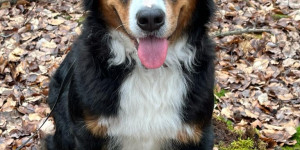 Beitragsbild des Blogbeitrags Sie bereitet uns soviel Freude. Vielen Dank für diesen tollen Hund.