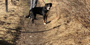 Beitragsbild des Blogbeitrags Smokey zieht an der Leine