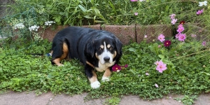 Beitragsbild des Blogbeitrags Finn, von dem wir immer wieder Berichte erfahren durften ist im Hundehimmel