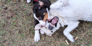 Beitragsbild des Blogbeitrags Xana ist nun 6 Monate alt