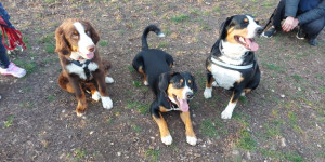 Beitragsbild des Blogbeitrags Neue Freundschaften – Treffen von Gänsewiesenhunden 