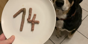 Beitragsbild des Blogbeitrags Entlebucher Enzo feierte den 14. Geburtstag