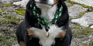 Beitragsbild des Blogbeitrags Er ist so ein lieber, anhänglicher kleiner Frechdachs. :-)