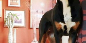 Beitragsbild des Blogbeitrags Kimba (O-Kimba) feiert ihren 9. Geburtstag