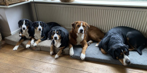 Beitragsbild des Blogbeitrags Sennenhunde von den Gänsewiesen in Niederlande