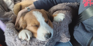 Beitragsbild des Blogbeitrags Wir sind mit Bruno gut angekommen.