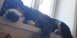 Beitragsbild des Blogbeitrags Shadwo auf der Fensterbank 