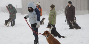 Beitragsbild des Blogbeitrags Erinnerungen an die Ausbildung für Hundehalter in der Osterwoche 2013 