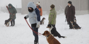 Beitragsbild des Blogbeitrags Erinnerungen an die Ausbildung für Hundehalter in der Osterwoche 2013