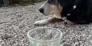 Beitragsbild des Blogbeitrags Zino ( aus dem W-Wurf vom 4.4.2010) bedankt sich bei euch für die Geburtstagswünsche! 14 Jahre ! Ein Grund zum Feiern!