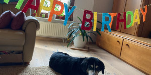 Beitragsbild des Blogbeitrags Wally von den Gänsewiesen ist 14 Jahre
