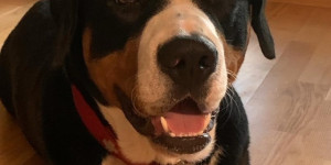 Beitragsbild des Blogbeitrags Heute habe ich ein sehr imposantes Foto von unserem Smokey gemacht