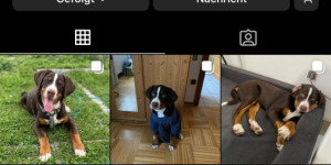 Beitragsbild des Blogbeitrags Aktuelles über Lenny: Ein Halbjahres-Update!