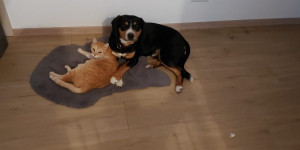 Beitragsbild des Blogbeitrags Das 24 Stunden Futterangebot funktioniert