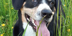 Beitragsbild des Blogbeitrags Igor, du fehlst allen die dich kannten