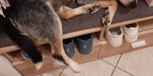 Beitragsbild des Blogbeitrags Aico hat eine Vergiftung überlebt 