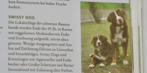 Beitragsbild des Blogbeitrags Der neue KOSMOS-Hundeführer – mit im Buch Swissydog´s von den Gänsewiesen 