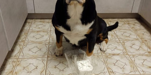 Beitragsbild des Blogbeitrags VETTY feierte vor einigen Tagen ihren 11. Geburtstag