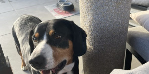 Beitragsbild des Blogbeitrags Wir kommen am Samstag natürlich gerne zum Hundewandertag….