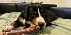Beitragsbild des Blogbeitrags Sanchos 1. Geburtstag