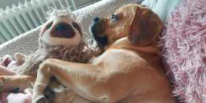 Beitragsbild des Blogbeitrags Alles Liebe zu zum HundePuggle Muttertag Grete von Puuki