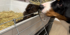 Beitragsbild des Blogbeitrags Ein Schnappschuss mit unserer Meerschweindame ;)