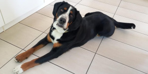 Beitragsbild des Blogbeitrags Kirilu ist das erste mal läufig